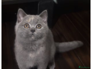 British Shorthair cats - Advert 4