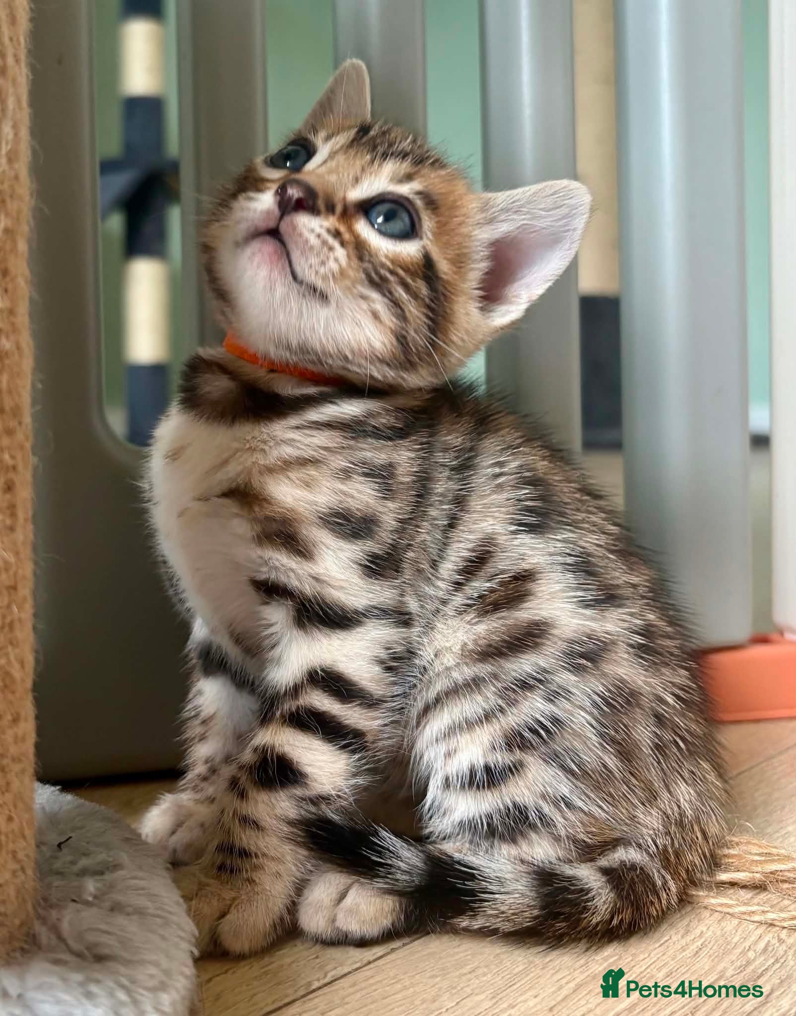 Bengal cats Stunning Bengal Kittens  - Advert 1