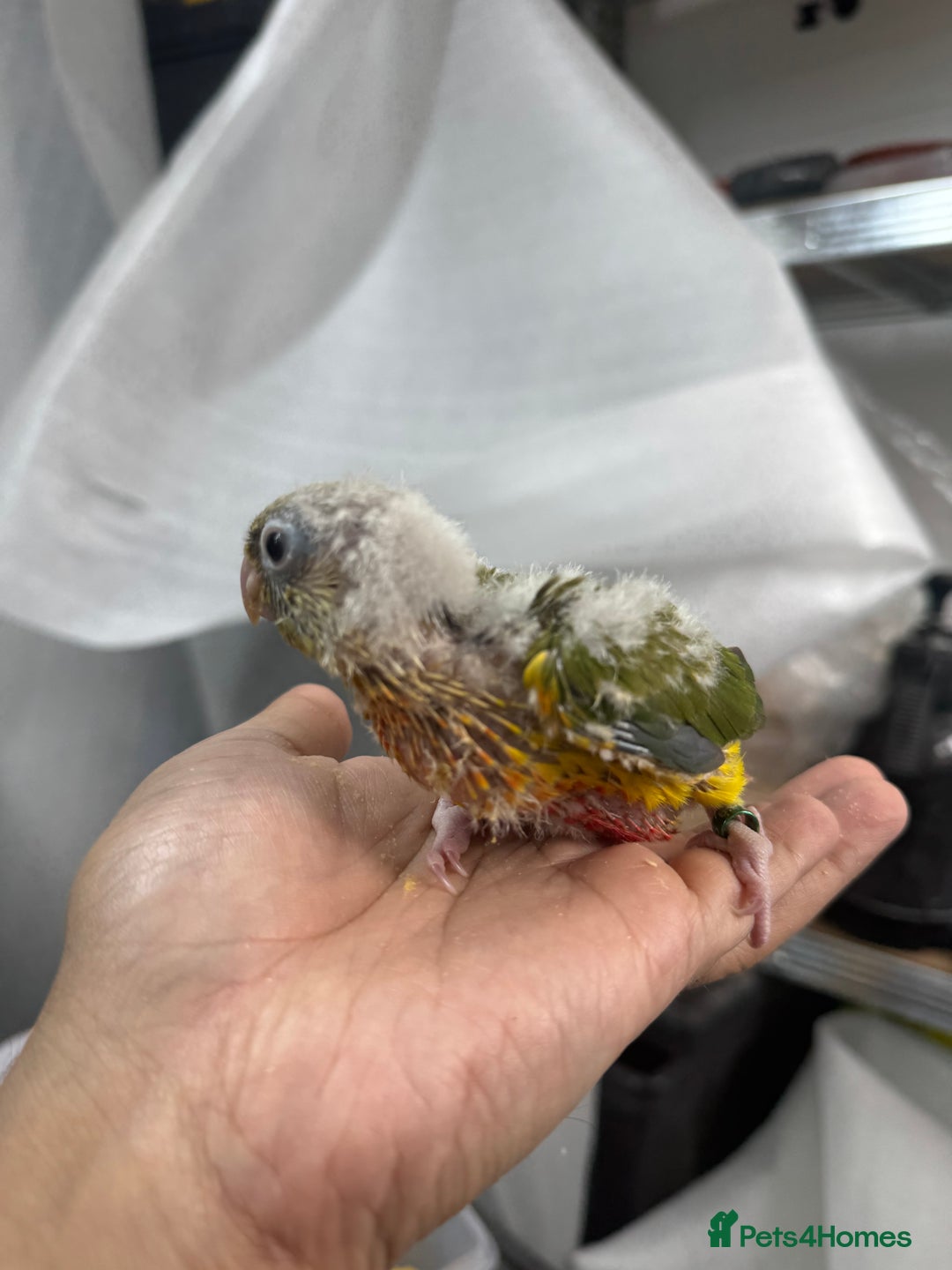 Conures birds for sale: Hand Reared Tame baby conures  - Image 8