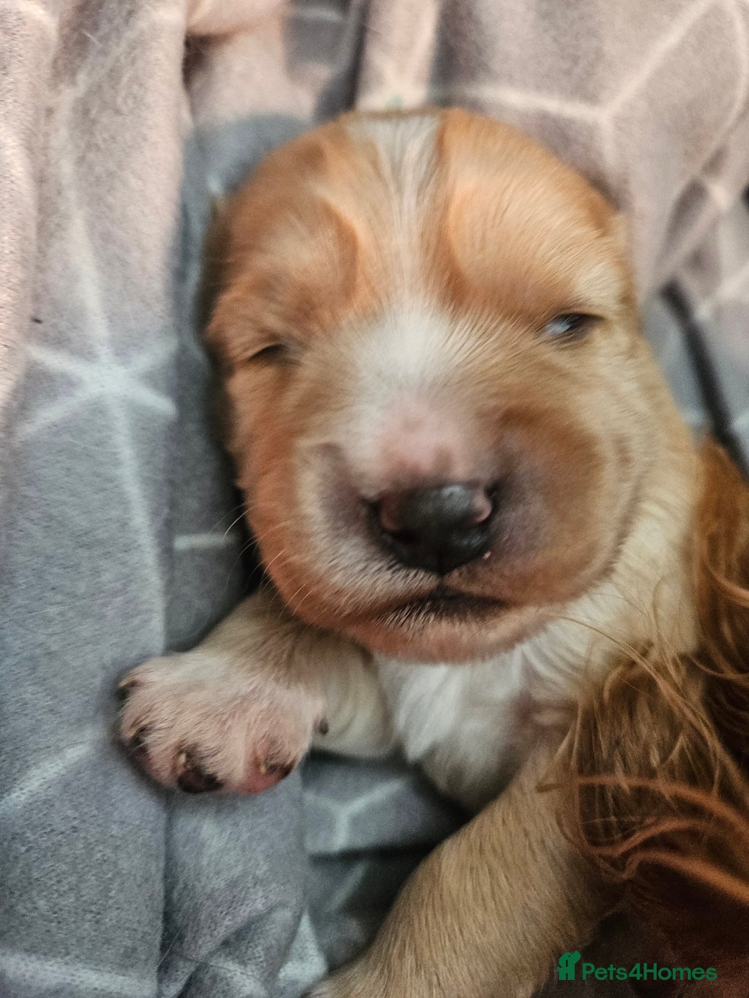 Mixed Breed dogs for sale: Cavapoo girl Ready for forever home - Advert 24