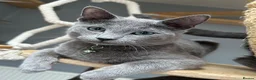 Russian Blue cats for sale: 🥇GCCF AWARD WINNING RUSSIAN BLUES M&F 16 & 9 WKS - Advert 16