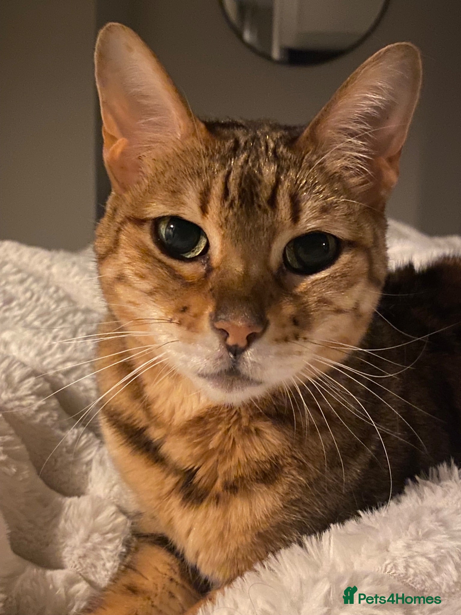 Bengal cats Beautiful Maya is looking for a new home  - Advert 6
