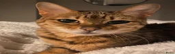 Bengal cats for sale: Beautiful Maya is looking for a new home  - Advert 1