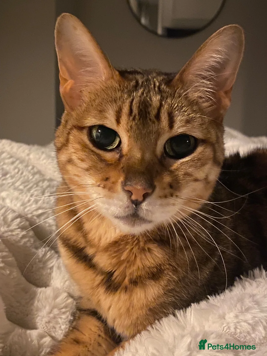 Bengal cats for sale: Beautiful Maya is looking for a new home  - Advert 1