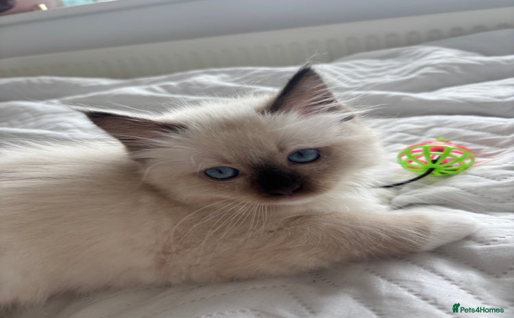 Ragdoll cats - Advert 3