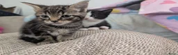 Mixed Breed cats for sale: Three gorgeous kittens ready to go in Sheffield - Advert 7