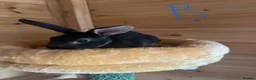 Rex rabbits for sale: Beautiful mini/standard mix Rex Bunnies - Advert 6