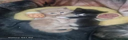Mixed Breed cats for sale: Beautiful kitten in Ipswich - Advert 3