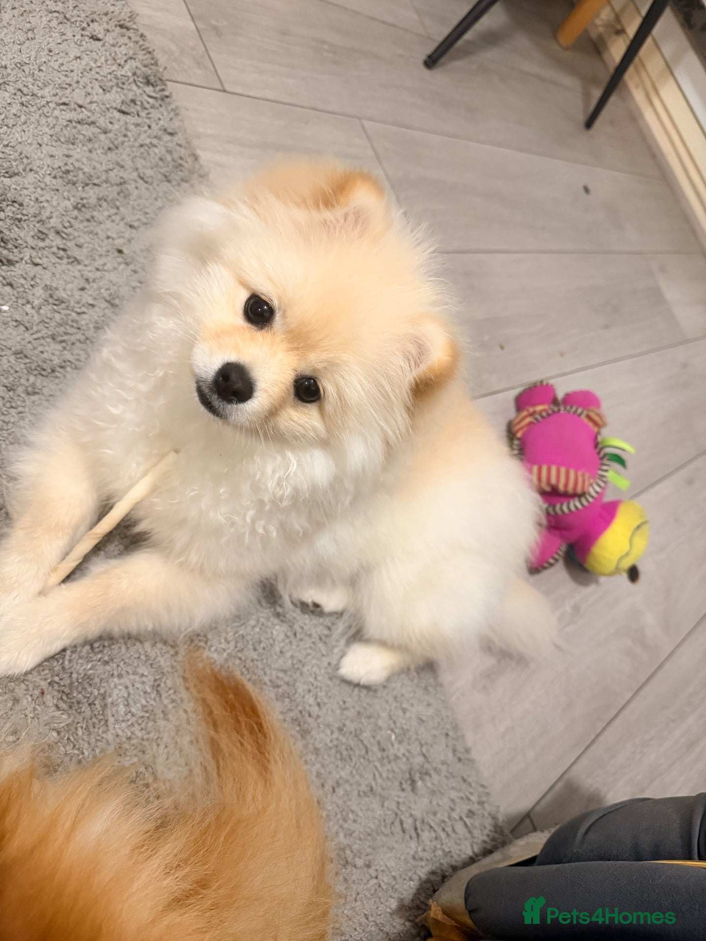 Pomeranian dogs for sale: Pomeranian  - Advert 3