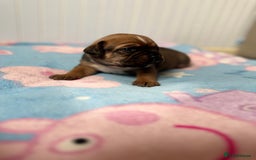Mixed Breed dogs for sale: Mixed breed puppies  - Image 2