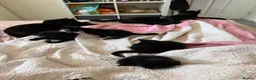 Mixed Breed cats for sale: 6 black and black white kittens - Advert 9