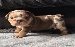 English Bulldog dogs for sale: English bulldog puppies - Image 20