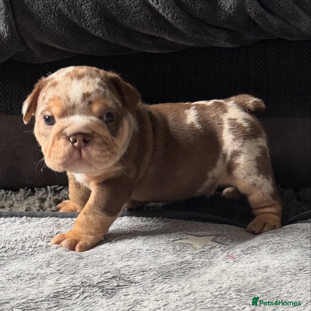 English Bulldog dogs for sale: English bulldog puppies - Image 20