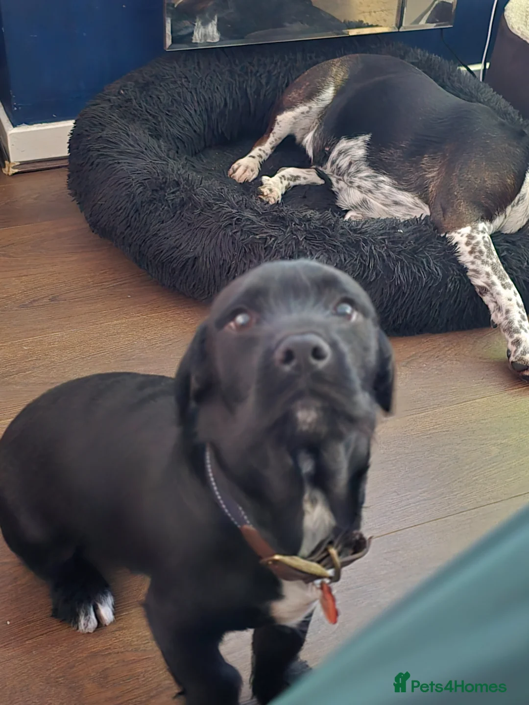 Mixed Breed dogs for sale: Enzo ❤️  in Rugby - Advert 2