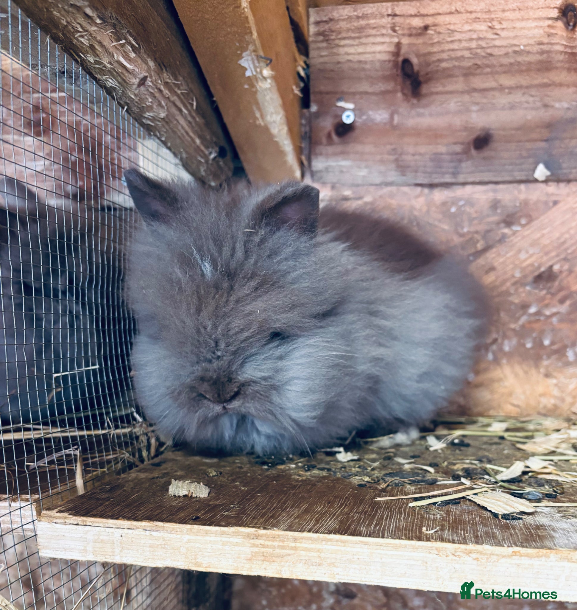 Mixed Breed rabbits Ready 9week old x3female Double Maned Lionhead - Advert 3