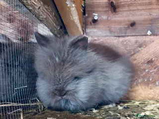 Mixed Breed rabbits Ready 9week old x3female Double Maned Lionhead - Advert 1
