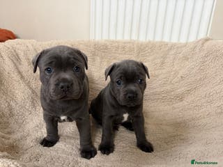 Staffordshire Bull Terrier dogs Blue Staffordshire bull terriers - Advert 10