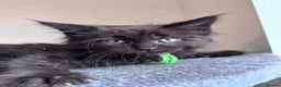 Maine Coon cats for sale: Big Ears & Fluffy Coats – Maine Coon Kittens  - Advert 24