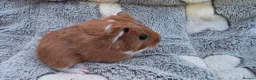 Guinea Pig rodents for sale: I have some teddy cross babies available 2 reserve - Advert 11