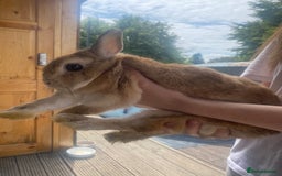 Lionhead rabbits for sale: Baby bunnies - Image 3