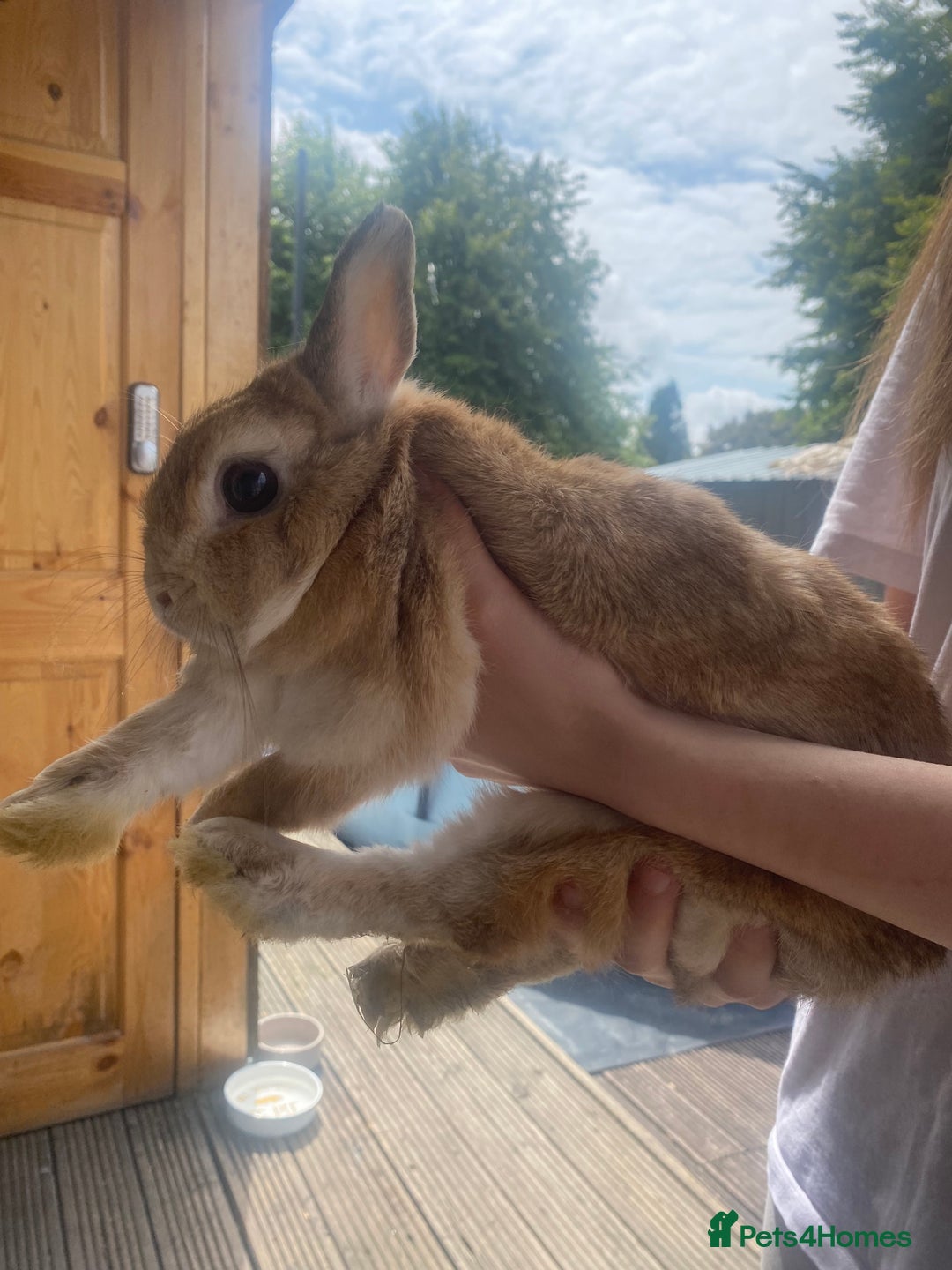 Lionhead rabbits for sale: Baby bunnies - Image 3