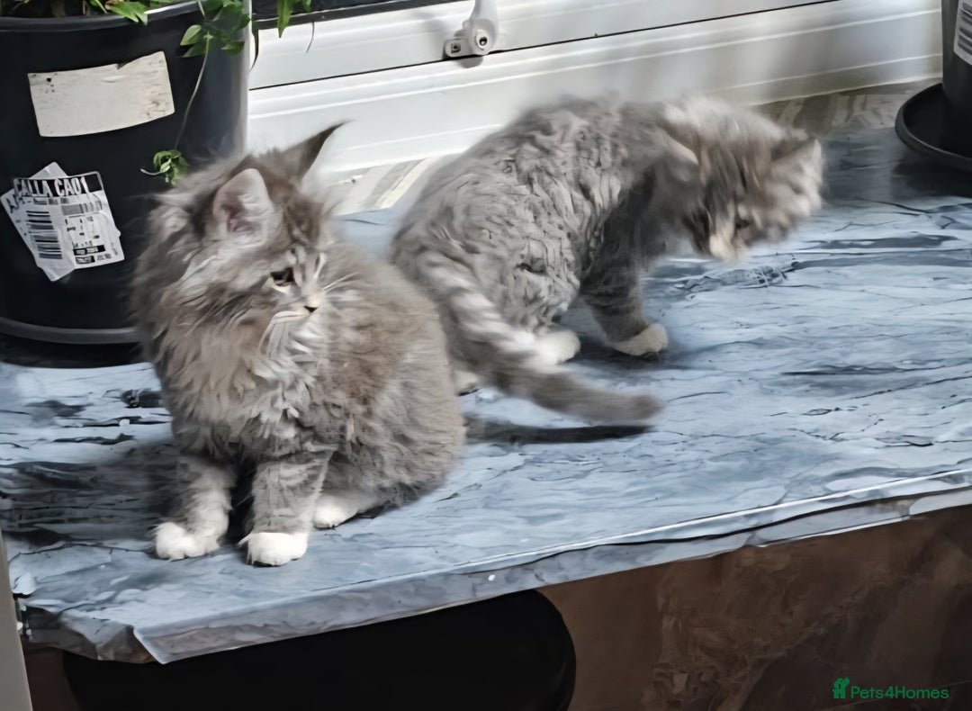 Maine Coon cats for sale: Giant maine coon kittens for sale  - Advert 5