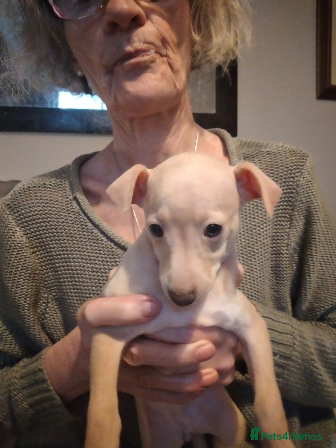 Italian Greyhound dogs for sale: Beautiful KC registered Italian greyhound puppies - Advert 7