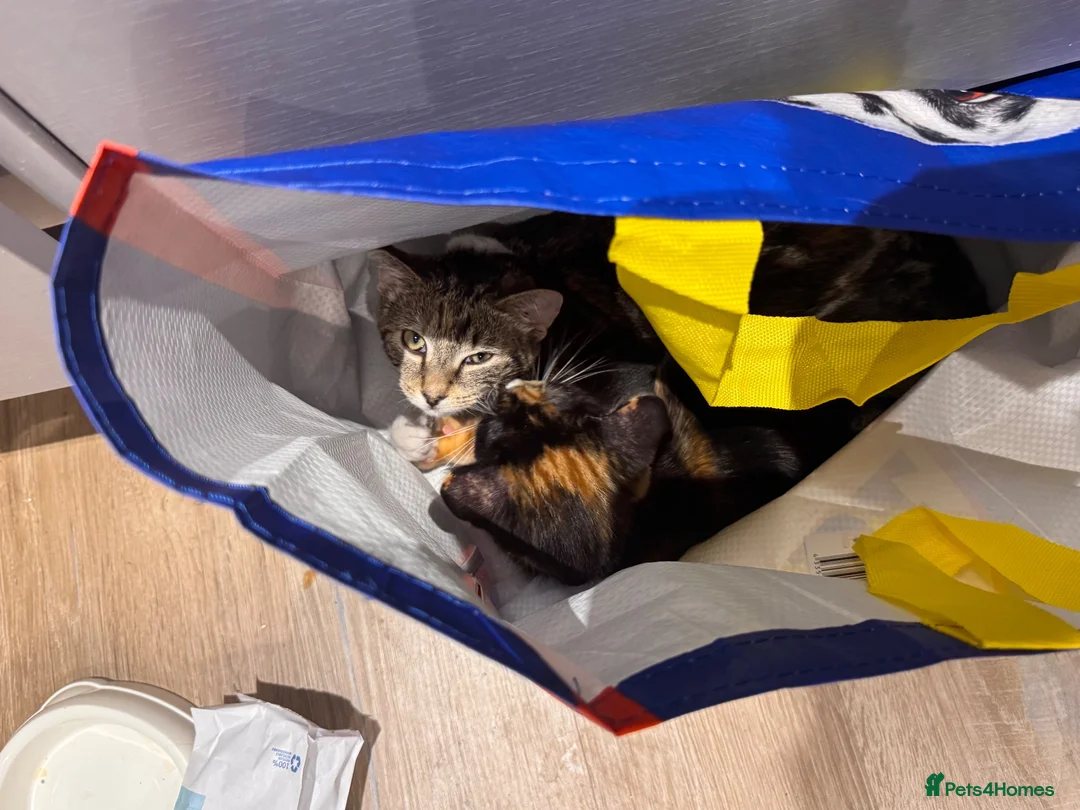 Mixed Breed cats for sale: URGANT sale - Advert 1