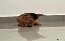 Abyssinian cats for sale: Champion Line Abyssinian Kittens - Reserve Today! - Image 5