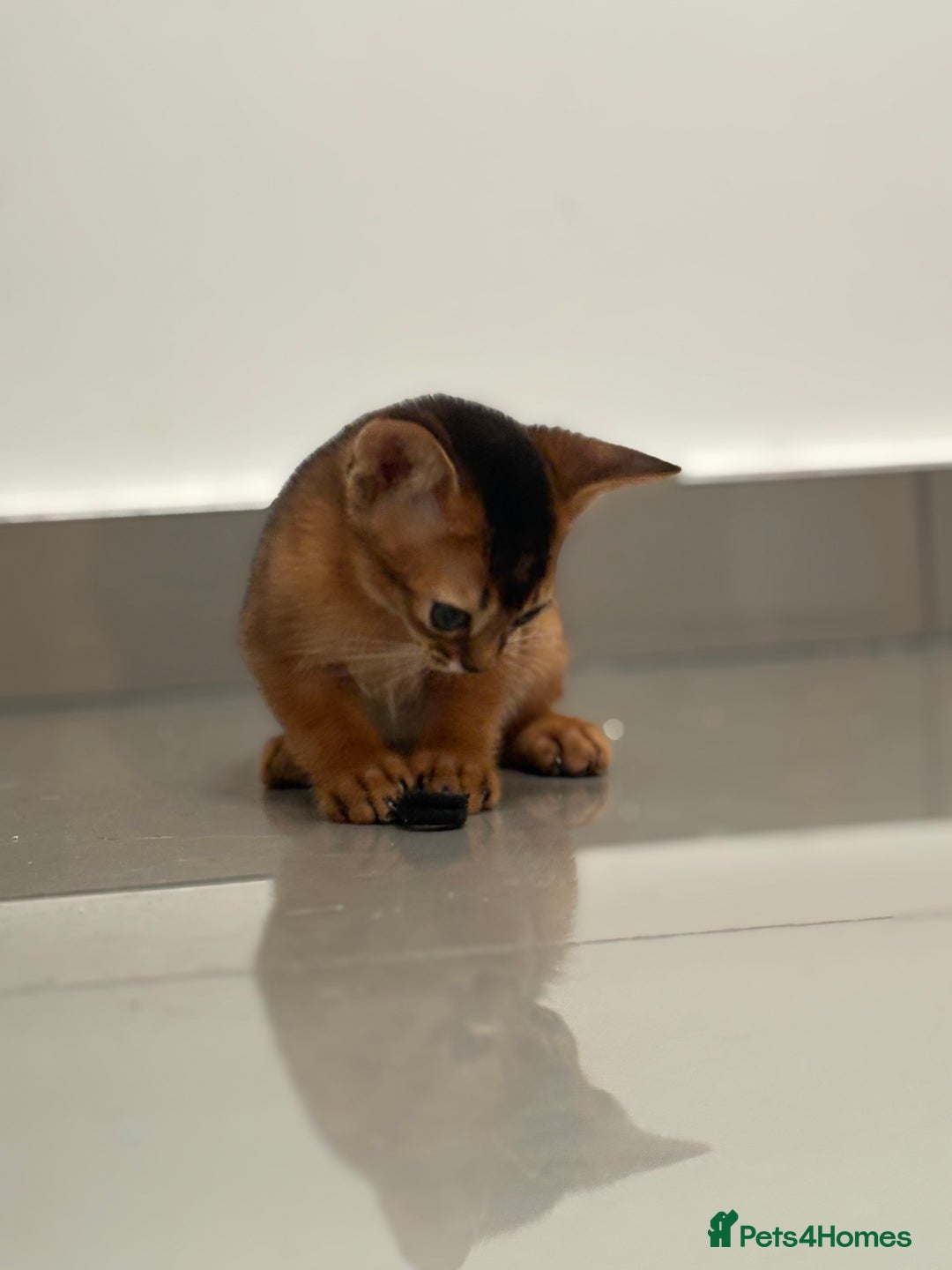 Abyssinian cats for sale: Champion Line Abyssinian Kittens - Reserve Today! - Image 5