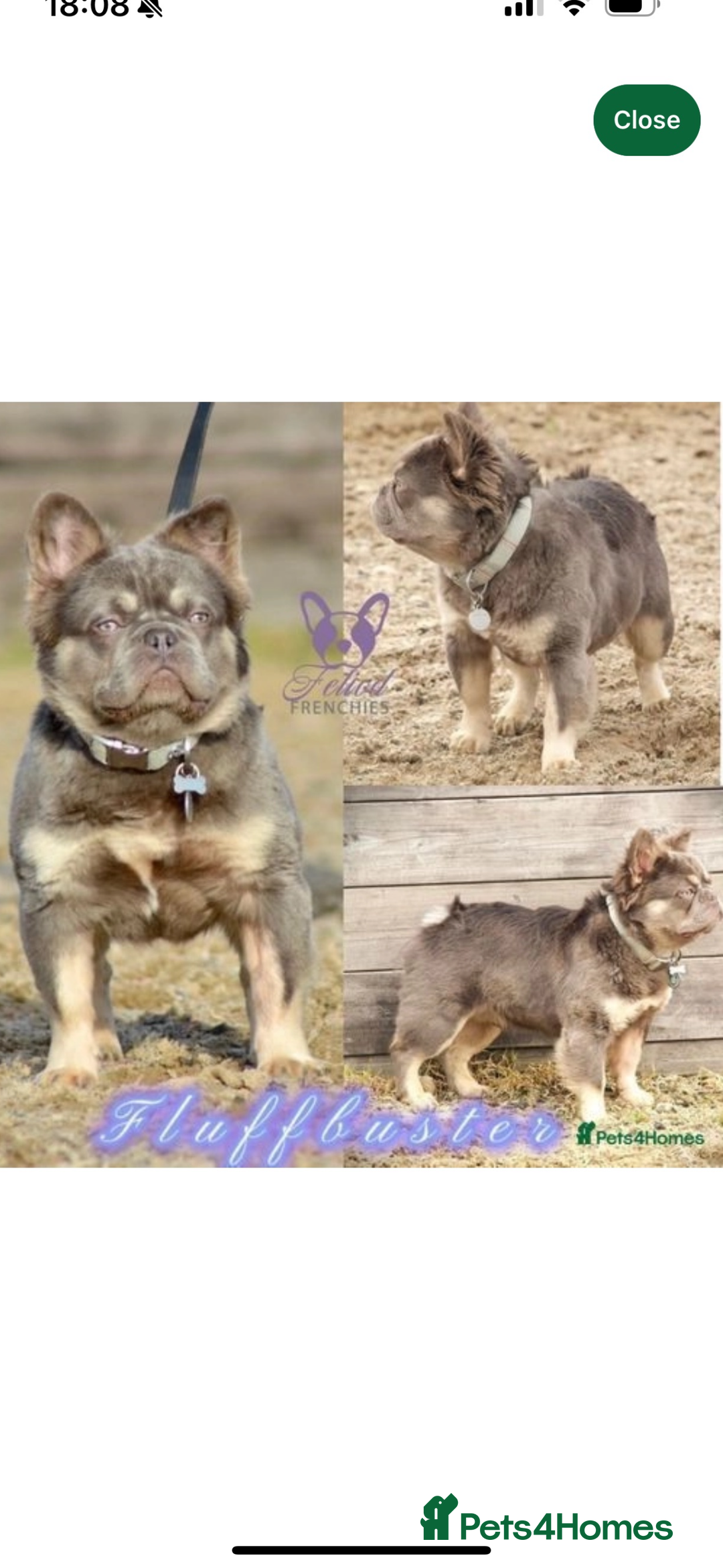 French Bulldog dogs for sale: Beautiful fluffy/ fluffy carrier Frenchie pups  - Image 34