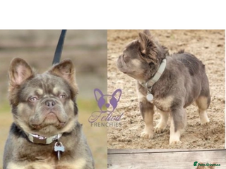 French Bulldog dogs Beautiful fluffy/ fluffy carrier Frenchie pups - Advert 6