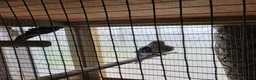 Parakeets birds for sale: 2 pairs of kakarikis and 1 pair of black rosellas - Advert 7