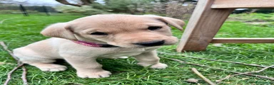 Labrador Retriever Puppy 1