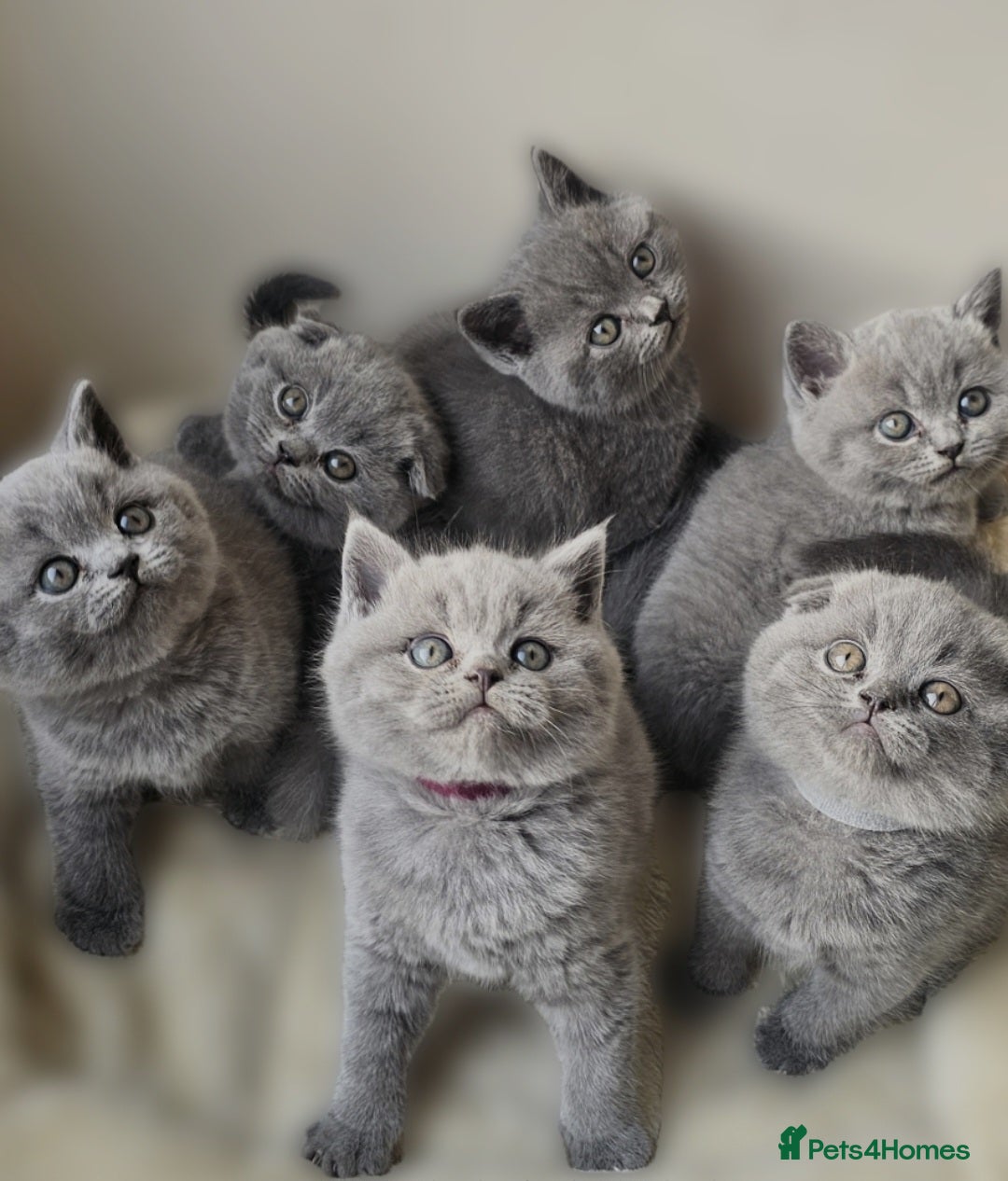 Scottish Fold cats Six Soft and Gorgeous Kittens - Advert 12