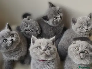 Scottish Fold cats Six Soft and Gorgeous Kittens - Advert 6