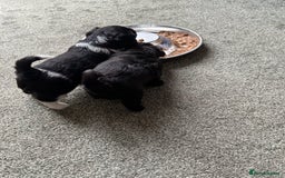 Shihpoo dogs for sale: 4 shihpoo males  in Telford - Image 15