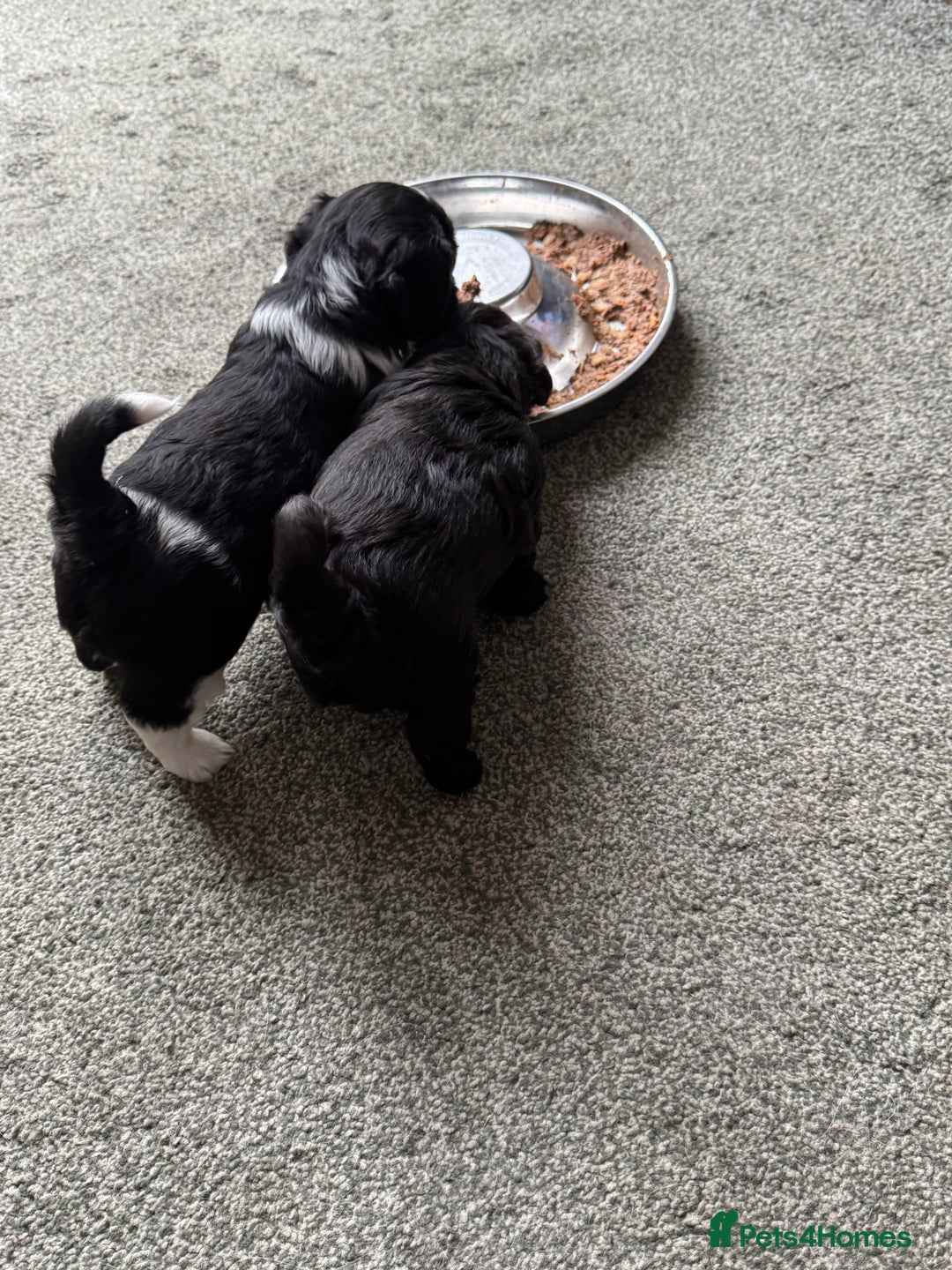 Shihpoo dogs for sale: 4 shihpoo males  in Telford - Image 15