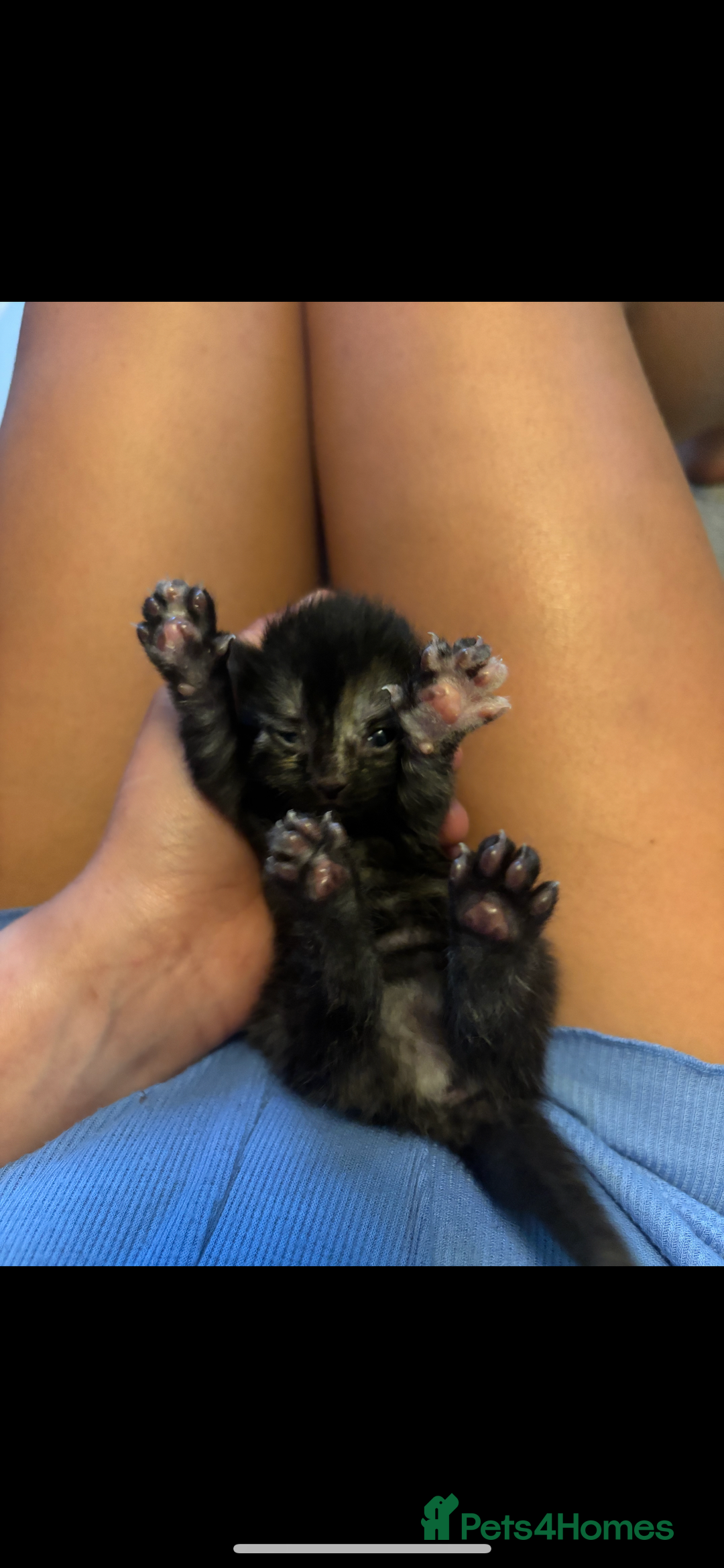 Mixed Breed cats for sale: Kittens ready for loving home  - Image 7