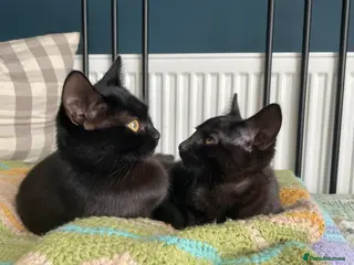 Domestic Shorthair cats Star & Dandelion, kitten pair - Advert 8