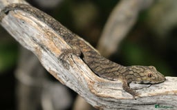 Gecko reptiles for sale: Eurydactylodes Viellardi - Chameleon Gecko - Image 8
