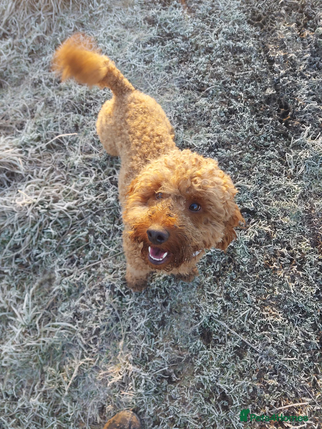 Miniature Poodle dogs for stud: OUR BARRY-KC REGISTERED MINIATURE POODLE FOR STUD in Preston - Advert 23