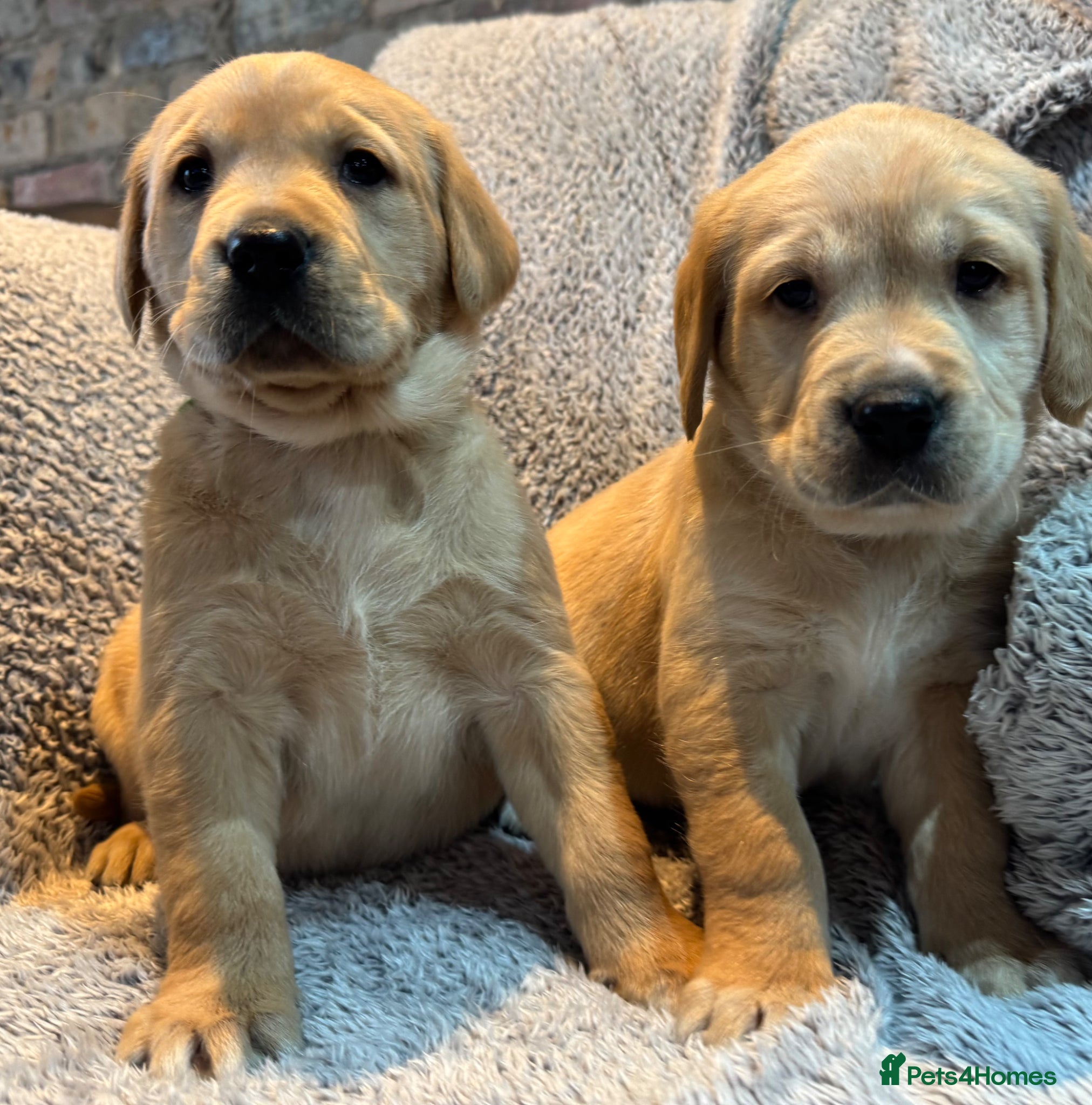 Goldador dogs Goldador pups ready to go  - Advert 1