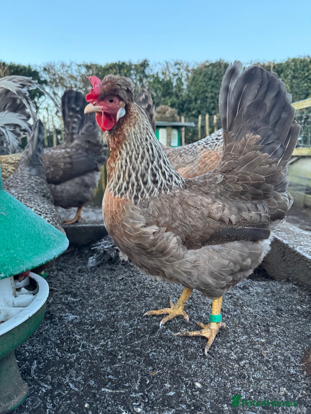 Chickens poultry for sale: Cream crested legbar - Image 1