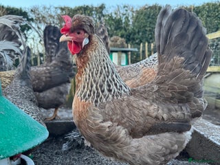 Chickens poultry - Advert 34