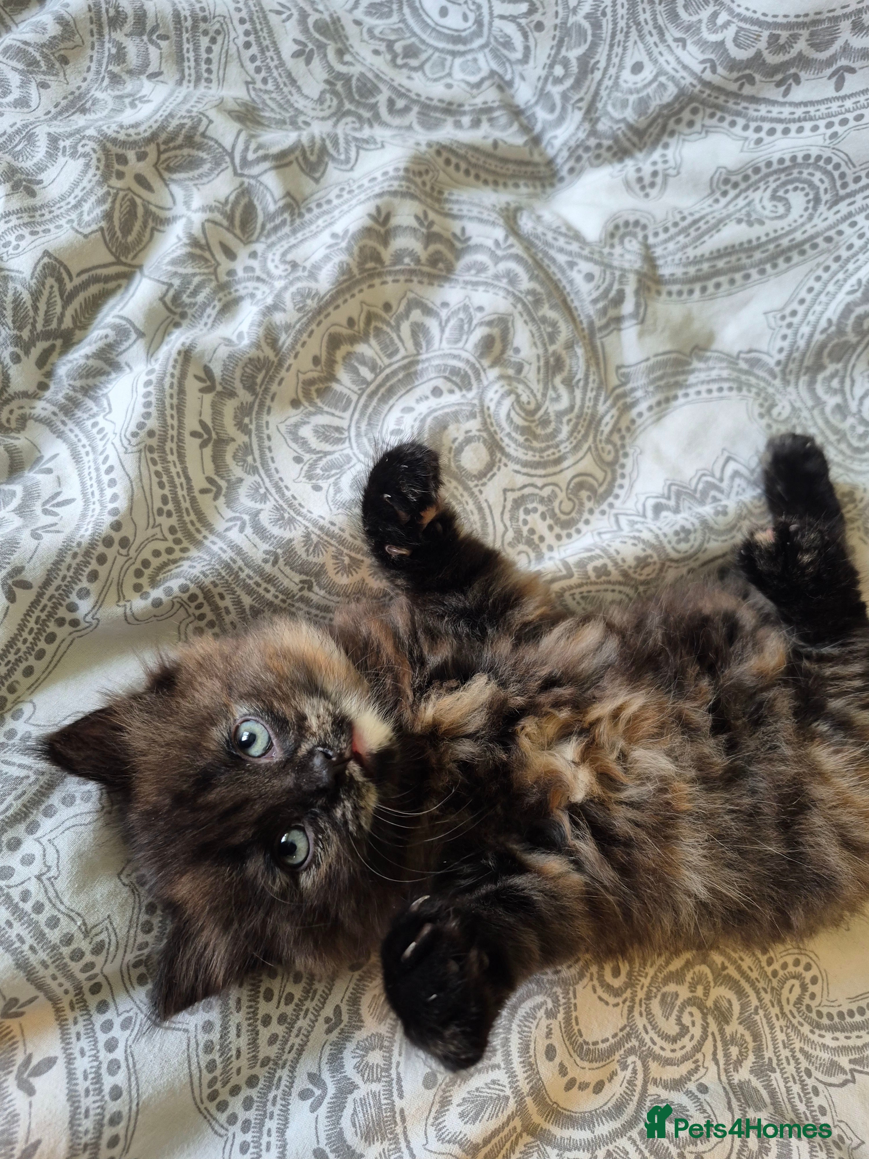 Mixed Breed cats 2 beautiful tortoiseshell kittens - Advert 1