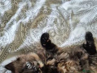 Mixed Breed cats 2 beautiful tortoiseshell kittens - Advert 1