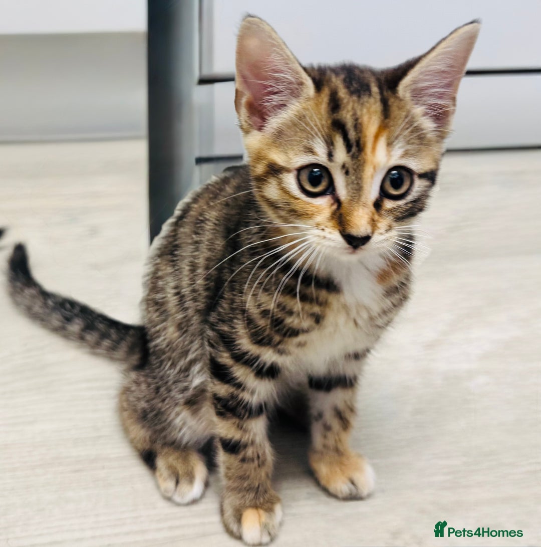 Bengal cats for sale: Bengals cross - Image 8