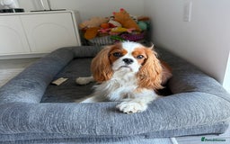 Cavalier King Charles Spaniel dogs for sale:  Cavalier King Charles Spaniel - Image 4