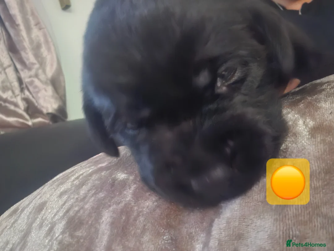 Labrador Retriever dogs for sale: Labradors  in Whitehaven - Advert 21